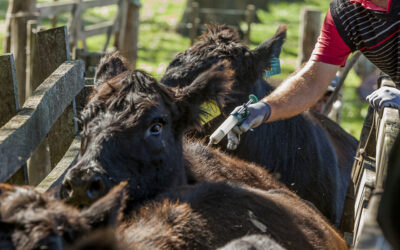 Modelos sanitarios en revisión: experiencias y costos de la vacunación contra la aftosa en Sudamérica