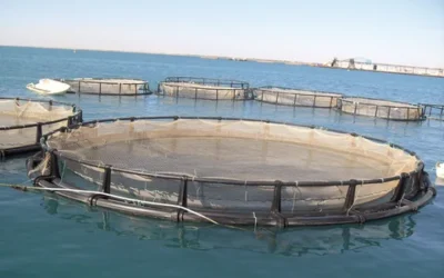 La Legislatura de Tierra del Fuego aprobó la ley de acuicultura sostenible