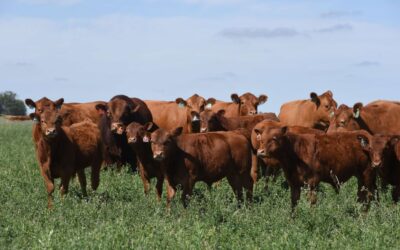 Dieron a conocer la más completa caracterización del rodeo Limangus: cinco años de mediciones que consolidan el potencial productivo de la raza