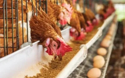 Industricidio: la mayor productora avícola del país cierra planta y traslada a 300 trabajadores