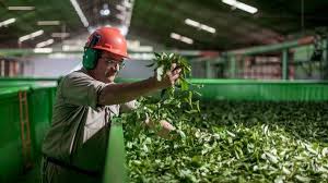 Buenas perspectivas exportadoras para la yerba mate argentina