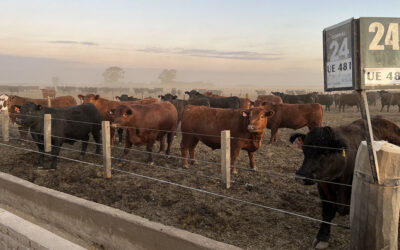 Oferta de livianos: Más novillitos ingresando a los corrales y menos en las plantas de faena