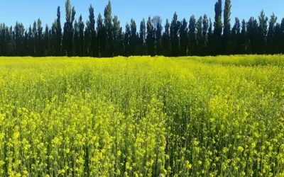 1.200 kilos por hectárea: cuál es la provincia cuna de una de las mejores mostazas del mundo