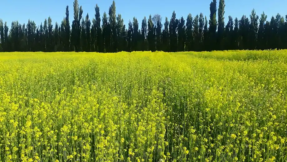 1.200 kilos por hectárea: cuál es la provincia cuna de una de las mejores mostazas del mundo