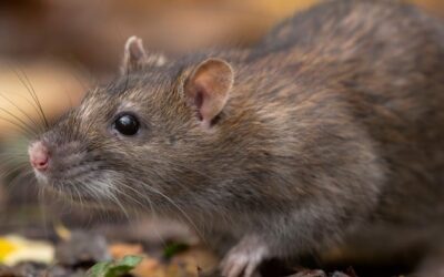 Aumentan los casos de hantavirus: qué provincias presentan mayor riesgo