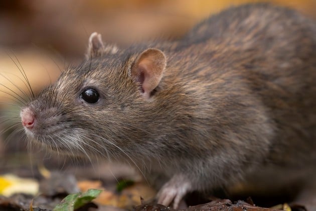 Aumentan los casos de hantavirus: qué provincias presentan mayor riesgo