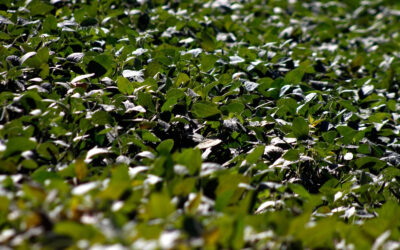 Nueva reducción de retenciones: el Gobierno avanza con un esquema permanente de baja tributaria para el agro