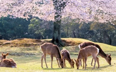 Japón en 2026: qué ver, qué celebrar y por qué es el año ideal