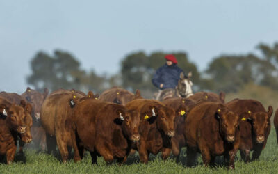 Diagnóstico del ciclo ganadero argentino