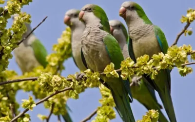 En el Alto Valle patagónico frutícola luchan contra las cotorras