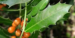 Científicos uruguayos investigan péptidos de plantas nativas para combatir infecciones