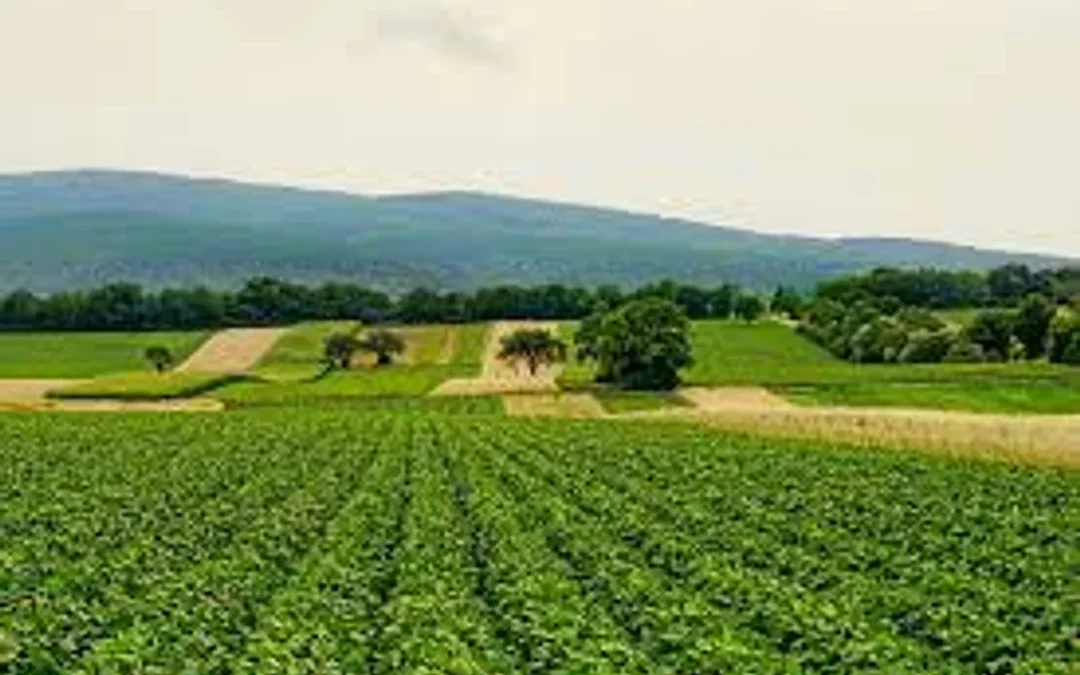 Ley de Tierras: el Gobierno impulsa una reforma que habilita la compra por extranjeros y elimina restricciones tras incendios