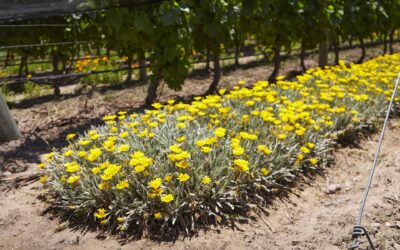 Grupo Avinea protagonista en los Green Awards 2025, reafirmando su liderazgo en sostenibilidad vitivinícola