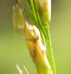 Peligro festuca