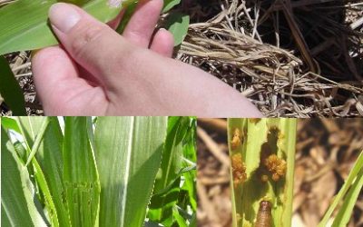 Los insecticidas “curasemillas” y el gusano cogollero.