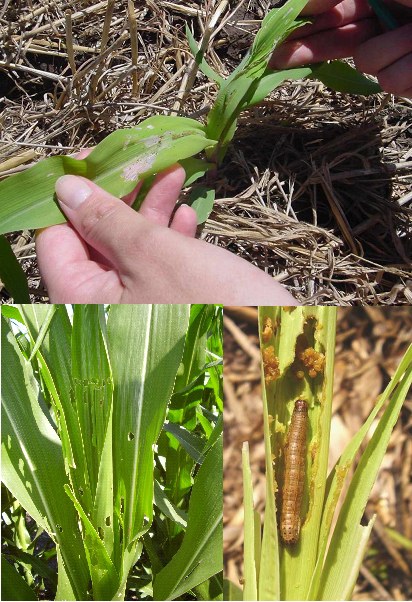 Los insecticidas “curasemillas” y el gusano cogollero.