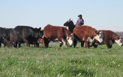 Ganadería argentina: crónica de una muerte anunciada