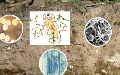 Consorcios microbianos y bio-control equilibrado de plagas y enfermedades