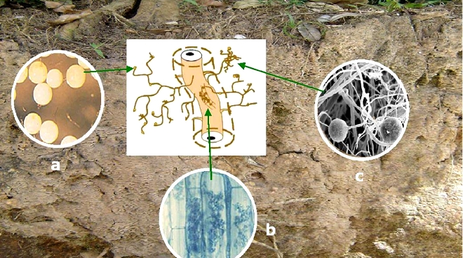 Consorcios microbianos y bio-control equilibrado de plagas y enfermedades