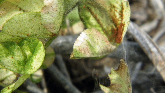 Arañuela roja en soja