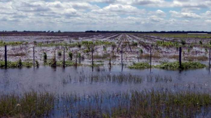 Producir con la naturaleza, la gran oportunidad del campo argentino