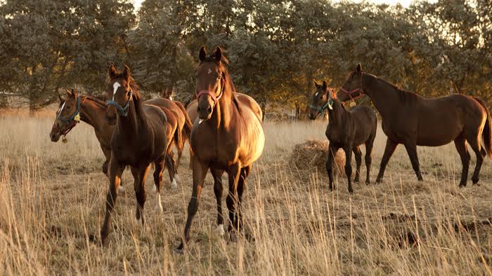 El Senasa impulsa medidas preventivas contra la influenza equina
