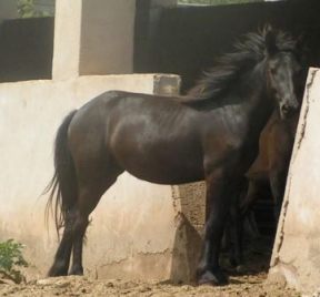 Sarquís encabezó Mesa Equina con eje en la simplificación de trámites y prevención del abigeato