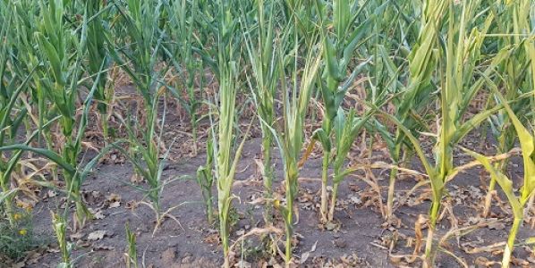 Suelos: la falta de humedad afecta la absorción de nutrientes