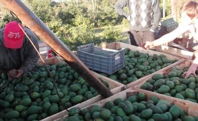 Cosecharon más de 20 toneladas de palta hass en Misiones y las destinarán al mercado central