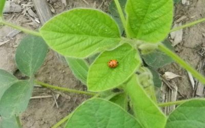 Modernos insecticidas con persistencia y cuidado de la fauna benéfica