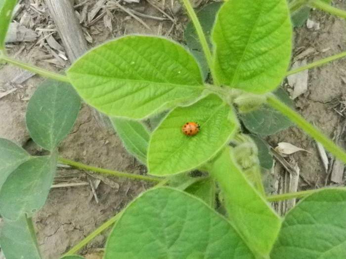 Modernos insecticidas con persistencia y cuidado de la fauna benéfica