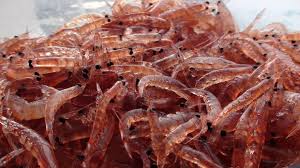 Empresas pesqueras de krill deciden limitar su actividad en la Antártida