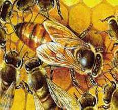 Uruguay abrió el mercado de abejas reinas argentinas