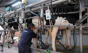 La incidencia eléctrica en los costos de producción pasó en los tambos del 3% al 20 %