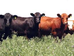 Aumenta la exportación de carne argentina en un escenario optimista mundial