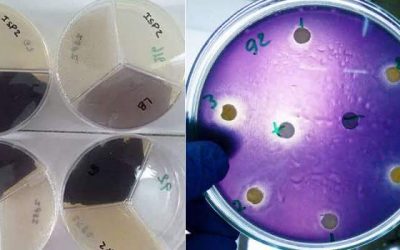 Bacterias marinas se podrían aprovechar como bioplaguicidas