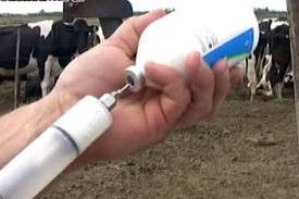El Senasa permite adelantar vacunación antiaftosa a productores que apliquen técnicas con fines reproductivos
