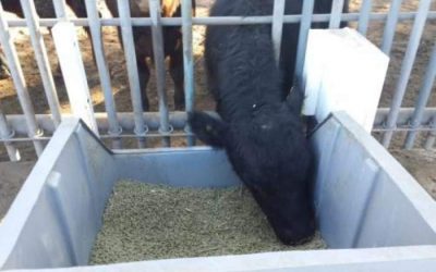 Innovación tecnológica: comederos inteligentes evalúan la conducta de las vacas