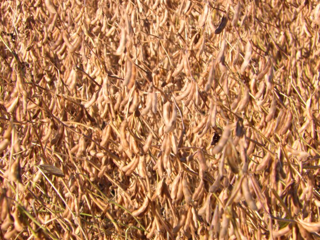 Soja: estudian su genética para mejorar rindes y calidad