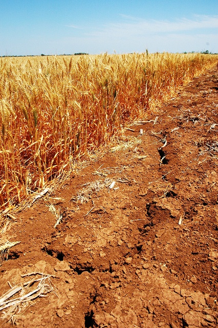 Australia promete 1.300 millones de dólares para ayudar a los agricultores afectados por la sequía