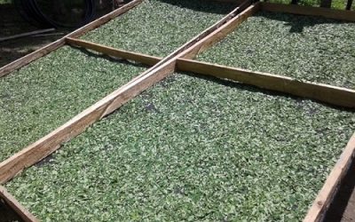 Impulsan el cultivo de moringa en el norte del país