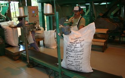 La yerba mate crece en el mercado interno y externo