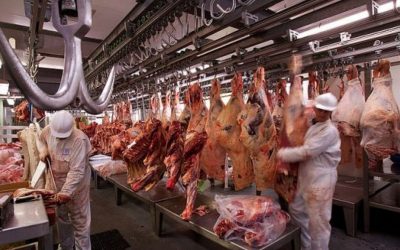 Se redujo la faena de bovinos en noviembre