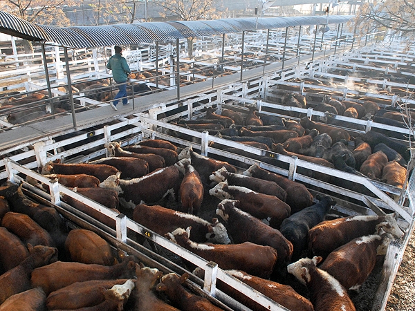 La carne subió hasta 17% en Liniers y el aumento llegó al mostrador