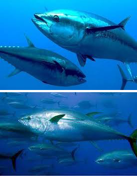 El Atún Patudo, una especie amenazada por la sobrepesca