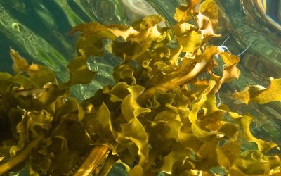 Nutrición: Un alga invasora y molesta, de las costas patagónicas al plato