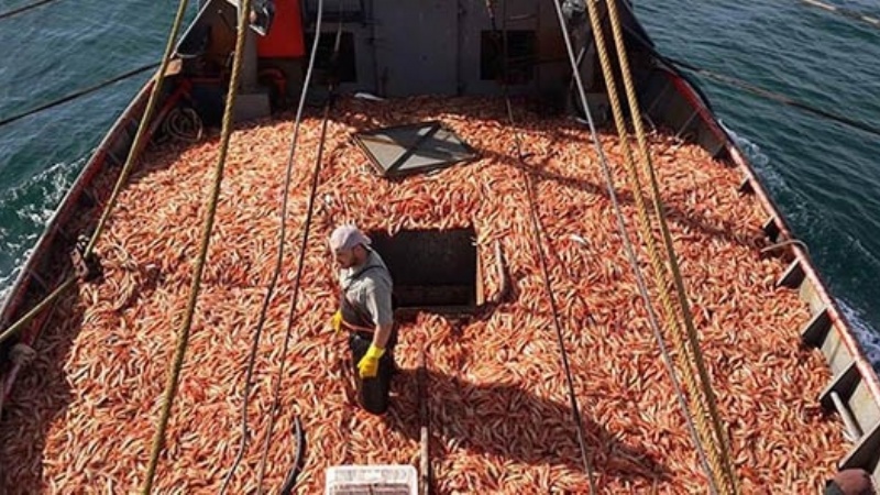 Actividad marítima en baja, pero con mayores exportaciones