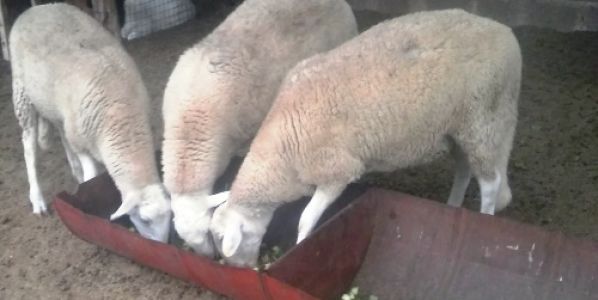 Evalúan alternativas forrajeras para el ganado