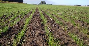 Desmejora la situación del trigo por déficit hídrico y heladas