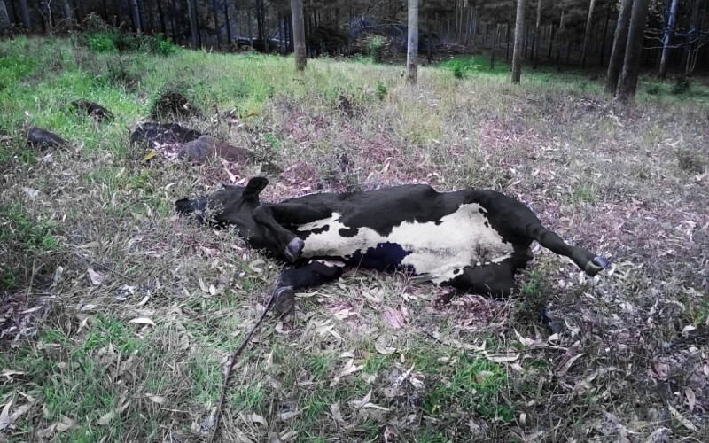 Murieron 13 bovinos en Misiones por un brote de rabia paresiante